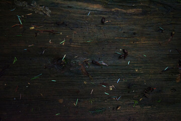 damp wood 