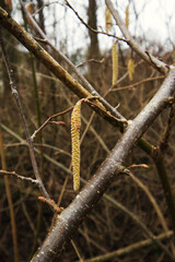 Hazel Alder
