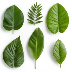 Obraz premium collection of vibrant green leaves on white background