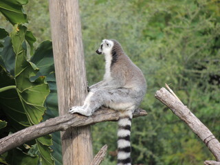 Obraz premium lemur on tree