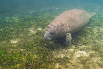 Manatee swimming along bottom of river in seagrass