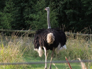 ostrich in the zoo