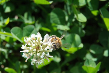 Honey bee on a white clover flower in a field in Cotacachi, Ecuador
