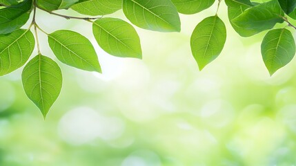 Vibrant Green Leaves and Soft Bokeh Background
