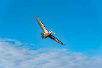 Brown pelican flying in blue sky with low clouds