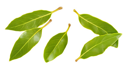 Naklejka premium Bay Leaves Arrangement Isolated for Culinary or Herbal Applications, Transparent PNG