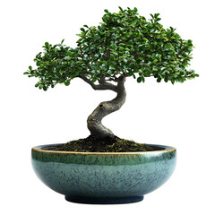 A Small Bonsai Tree in a Green Ceramic Pot Isolated on Transparent Background