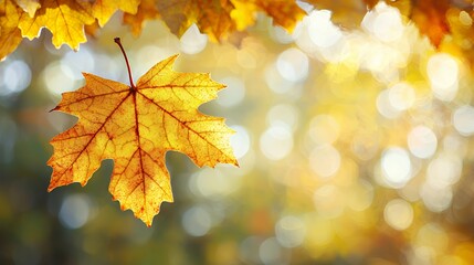 Single Golden Maple Leaf with Bokeh Background