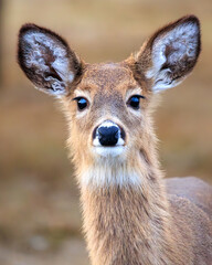 white tailed deer