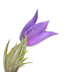 Purple Pulsatilla patens flower, isolated