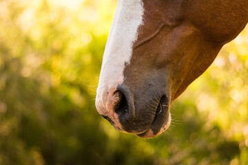 Horse nose