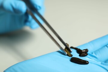 Doctor taking medicinal leech with tweezers on light grey background, closeup