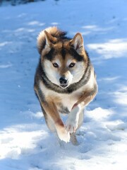 siberian husky dog