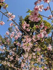pink cherry blossom