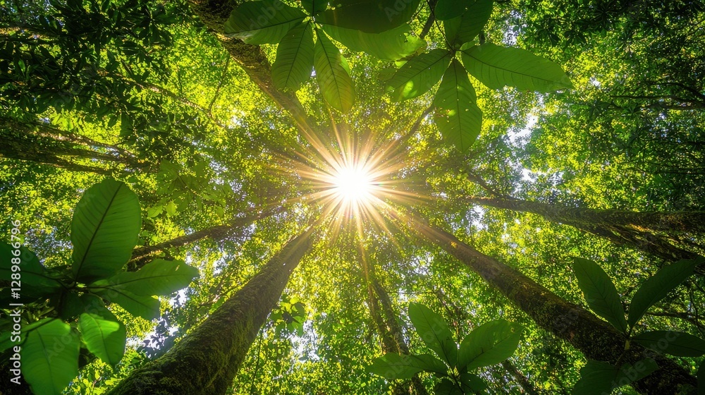 Poster sunlight filters through the dense forest canopy, casting warm rays onto the forest floor, capturing