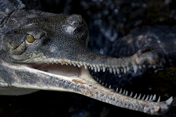 The Gharial (Gavialis gangeticus), also known as the Indian Gharial, Gavial or Fish-Eating...