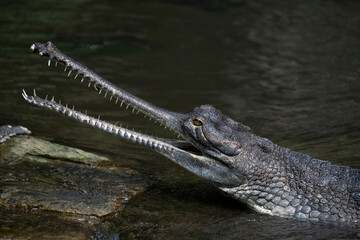 The Gharial (Gavialis gangeticus), also known as the Indian Gharial, Gavial or Fish-Eating Crocodile.