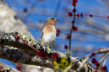 Female eastern bluebird (Sialia sialis). Is a small North American migratory thrush found in open woodlands, farmlands, and orchards