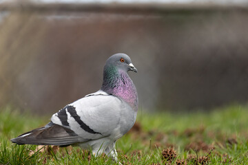 pigeon on the ground
