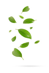 Green leaves falling isolated on white background.