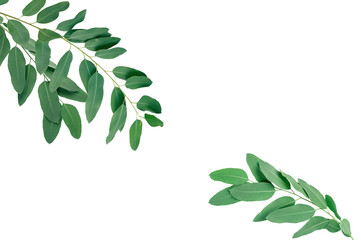 Eucalyptus leaves isolated on white on white background.