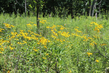 Black-eyed Susans in a clearing at Miami Woods in Morton Grove, Illinois