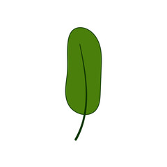 leaf illustration