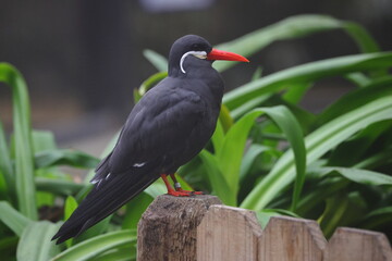 Inco tern perched on limb. 
