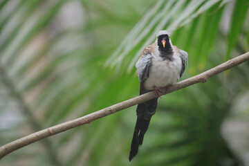 Namaqua dove perched on limb among lush green foliage. 