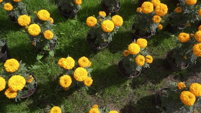 JARD&Iacute;N DE FLORES AMARILLAS DE CEMPAS&Uacute;CHIL