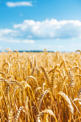 Bountiful Harvest: A Vibrant View of Golden Rye Grain Field Underneath the Clear Blue Sky