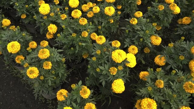 JARD&Iacute;N DE FLORES AMARILLAS DE CEMPAS&Uacute;CHIL
