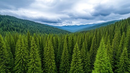 Fototapeta premium Lush Green Pine Forest Surrounded by Rolling Hills and Clouds