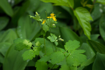 The greater celandine (lat. Chelidonium majus), of the poppy family (Papaveraceae). Samara, Russia.
