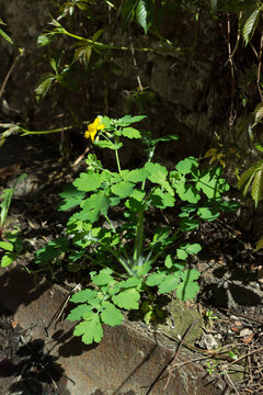 The greater celandine (lat. Chelidonium majus), of the poppy family (Papaveraceae). Samara, Russia.