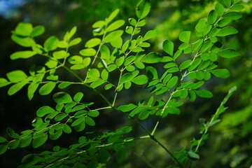Fresh Green Leaves of a Moringa Plant in Natural Sunlight