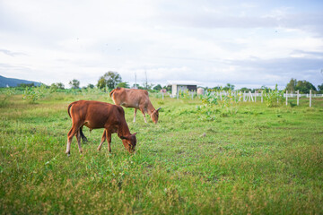 Naklejka premium Two Cows Grazing Peacefully in a Scenic Green Meadow Landscape