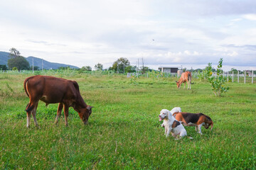 Fototapeta premium Cows Grazing in a Green Field with Beagle Dogs Resting Nearby Outdoors