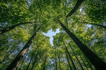 Obraz premium Sunlit woodland canopy with wide-angle view of green foliage, environmental conservation concept for eco-friendly product packaging design.