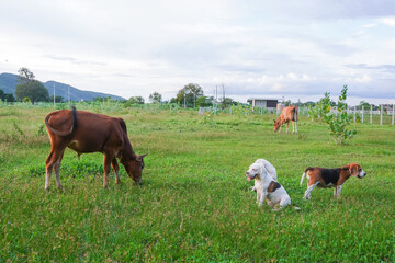 Obraz premium Cows Grazing in a Green Field with Beagle Dogs Resting Nearby Outdoors