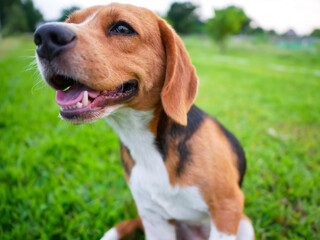 Joyful Beagle Dog Enjoying Playtime in a Green Park Outdoors