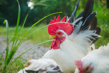 Close-Up of  White Rooster Bantam Chickens in a Natural Outdoor Setting