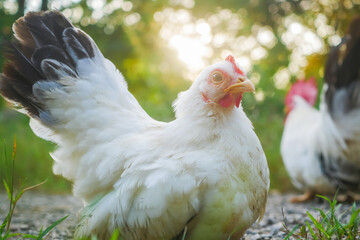 Close-Up of a Thai White Bantam Chicken in a Sunlit Farm Landscape