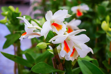 Dawn Maree Orchid , White and Orange Blossoms on Vibrant Orchid Plants in a Garden Setting.