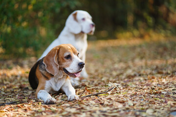 Happy Beagle Dogs Resting on Autumn Leaves in a Forest Setting