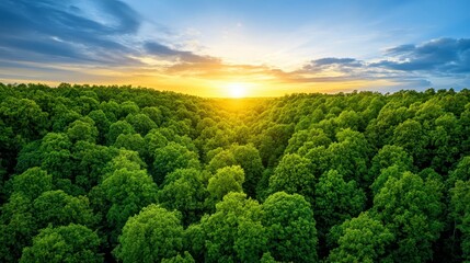 Lush Green Forest Aglow with Vibrant Sunset Overhead