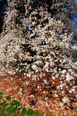 Magnolia Tree in Bloom, Inniswood Metro Gardens, Westerville, Ohio