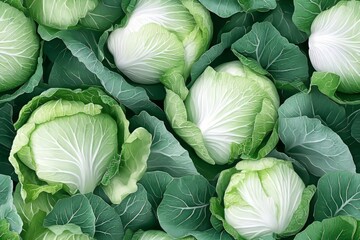 Obraz premium Freshly harvested green cabbages. Healthy and natural.- Seamless Pattern - Seamless Pattern