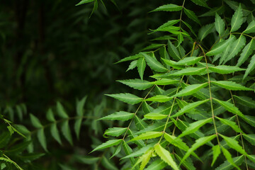 Azadirachta indica - A branch of neem tree leaves. Natural Medicine.