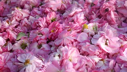 Rose essential oil, extracted from rose petals, is used in perfumes, skincare products, and aromatherapy